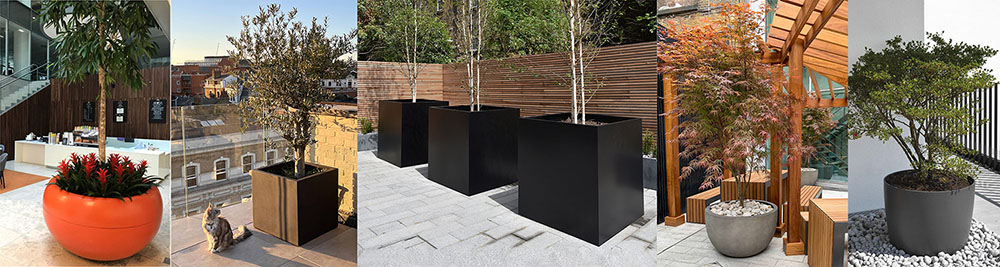 Trees planted in pots and containers